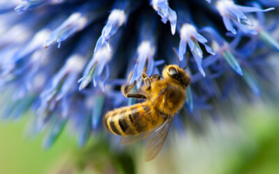 Néonicotinoïdes: Le suicide imposé!